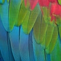 Greenwinged Macaw feathers Royalty Free Stock Photo