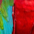 Greenwinged Macaw feathers