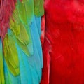 Greenwinged Macaw feathers Royalty Free Stock Photo