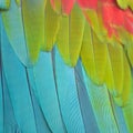 Greenwinged Macaw feathers