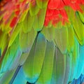 Greenwinged Macaw feathers Royalty Free Stock Photo