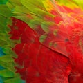 Greenwinged Macaw feathers Royalty Free Stock Photo