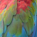 Greenwinged Macaw feathers Royalty Free Stock Photo