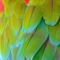 Greenwinged Macaw feathers Royalty Free Stock Photo