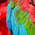 Greenwinged Macaw feathers Royalty Free Stock Photo