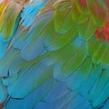 Greenwinged Macaw feathers Royalty Free Stock Photo