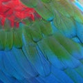 Greenwinged Macaw feathers