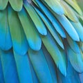 Greenwinged Macaw feathers Royalty Free Stock Photo