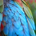 Greenwinged Macaw feathers