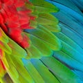 Greenwinged Macaw feathers Royalty Free Stock Photo