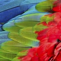 Greenwinged Macaw feathers