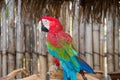 Greenwinged Macaw Royalty Free Stock Photo
