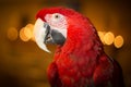 Greenwinged macaw pet parrot inside home with lights in background