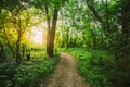 Greenwood Path Going To Sunset Through Growth Of Small-Flowered Touch-Me-Not Royalty Free Stock Photo