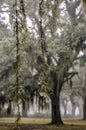 Greenwood plantation oak alley on a misty morning. Royalty Free Stock Photo