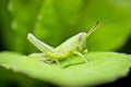 Greeny Grasshoper