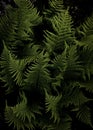 Greeny green fern in Norway Royalty Free Stock Photo