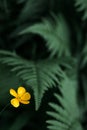 Greeny green fern in Norway with yellow flower Royalty Free Stock Photo