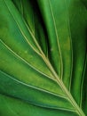 greeny green plants Royalty Free Stock Photo