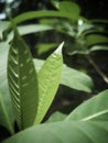 Nature green plant leaves