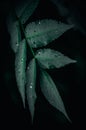 Greeny leaf and some rain drops