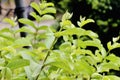 Greeny leaves in a garden Royalty Free Stock Photo