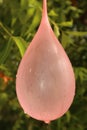 A greeny nature with water filled balloon