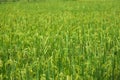 Greeny paddy fields in india