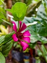 Greeny plant with a beautiful flower Royalty Free Stock Photo