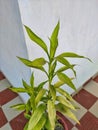 Greeny plant