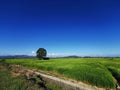 Greeny rice field during sunny day on May 30th 2020 at Kota Belud, Sabah, Malaysia. Royalty Free Stock Photo