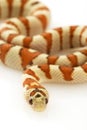 GreerÃ¯Â¿Â½s King Snake (Lampropeltis mexicana greeri) Royalty Free Stock Photo