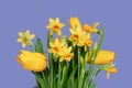 Greeting card with Yellow daffodils and tulips on lilac violet. spring flowers Royalty Free Stock Photo