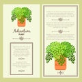 Greeting card with adiantum plant