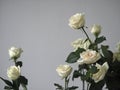 Bouquet white rose closeup.Background of flowers buds Royalty Free Stock Photo