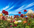 Greeting card. Beautiful landscape. Picturesque multi-colored garden buttercups. South of Israel, summer day. The concept of Royalty Free Stock Photo