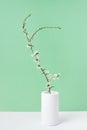 Greeting card from ceramic vase with blooming cherry flowers twig. Royalty Free Stock Photo