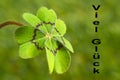 Greeting card, cloverleaf, good luck Royalty Free Stock Photo