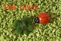 Greeting Card, Cloverleaf and ladybird Royalty Free Stock Photo