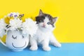 greeting card cute fluffy kitten next to a mug with flowers on a yellow-blue background. Royalty Free Stock Photo