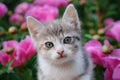 Greeting card with cute little tricolor kitten. Portrait of cat in close up against background of pink peonies. The Royalty Free Stock Photo