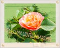 Greeting card design. Isolated Rose flower with ladybug on the leaf close up on green backround. Royalty Free Stock Photo