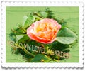 Greeting card design. Isolated Rose flower with ladybug on the leaf close up on green backround. Royalty Free Stock Photo