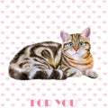 Greeting card design. Watercolor portrait of blue, brown british marble short hair cat on hearts background Royalty Free Stock Photo
