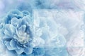 Greeting card. Floral spring blue background. Flowers and petals of rose and peony. Close-up. Royalty Free Stock Photo