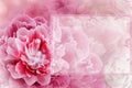 Greeting card. Floral spring  pink  background. Flowers and petals of rose and peony. Close-up. Royalty Free Stock Photo