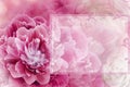 Greeting card. Floral spring  pink-purple   background. Flowers and petals of rose and peony. Close-up. Royalty Free Stock Photo