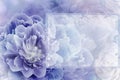 Greeting card. Floral spring   purple background. Flowers and petals of rose and peony. Close-up. Royalty Free Stock Photo