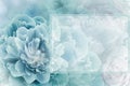 Greeting card. Floral spring  turquoise  background. Flowers and petals of rose and peony. Close-up. Royalty Free Stock Photo