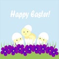 Greeting card Happy Easter. Three light yellow Chicks hatch, a white shell, green grass, purple violets on a blue background